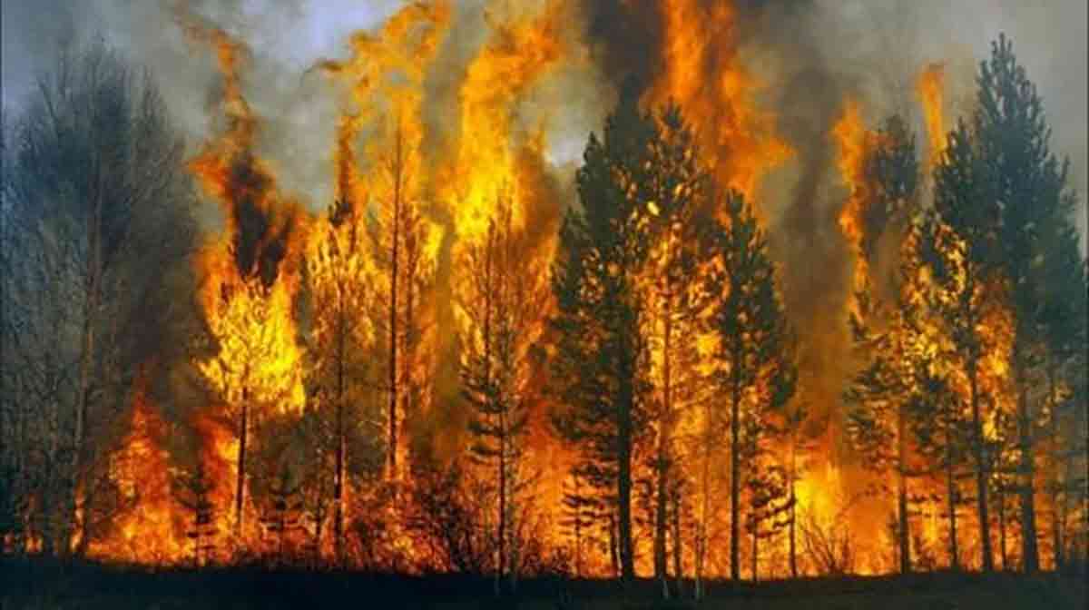 foresta in fiamme