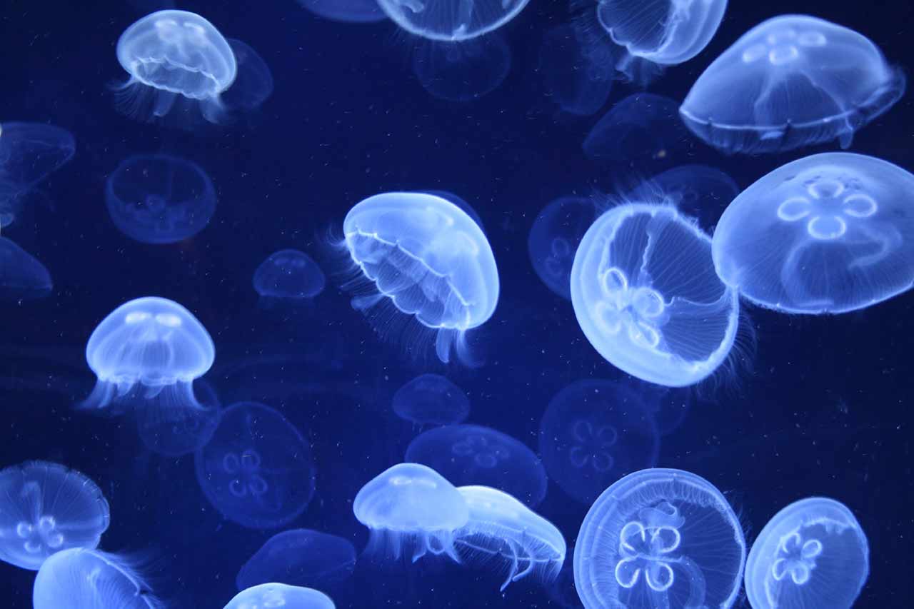 gruppo di meduse