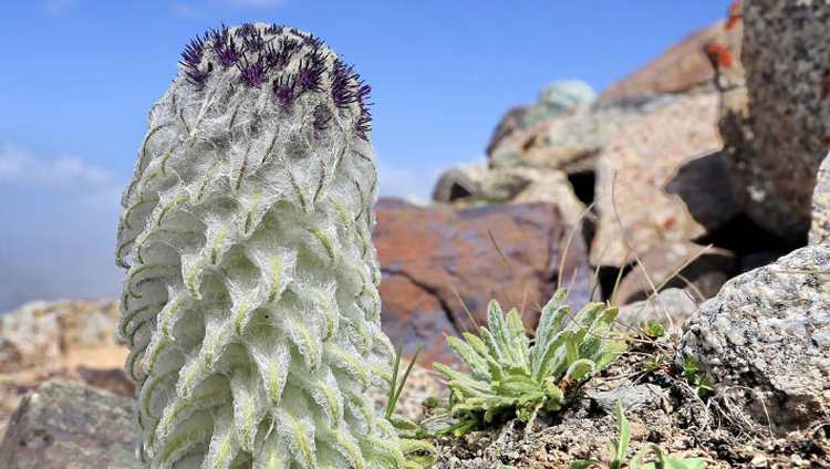 Saussurea khunjerabensis tra le rocce