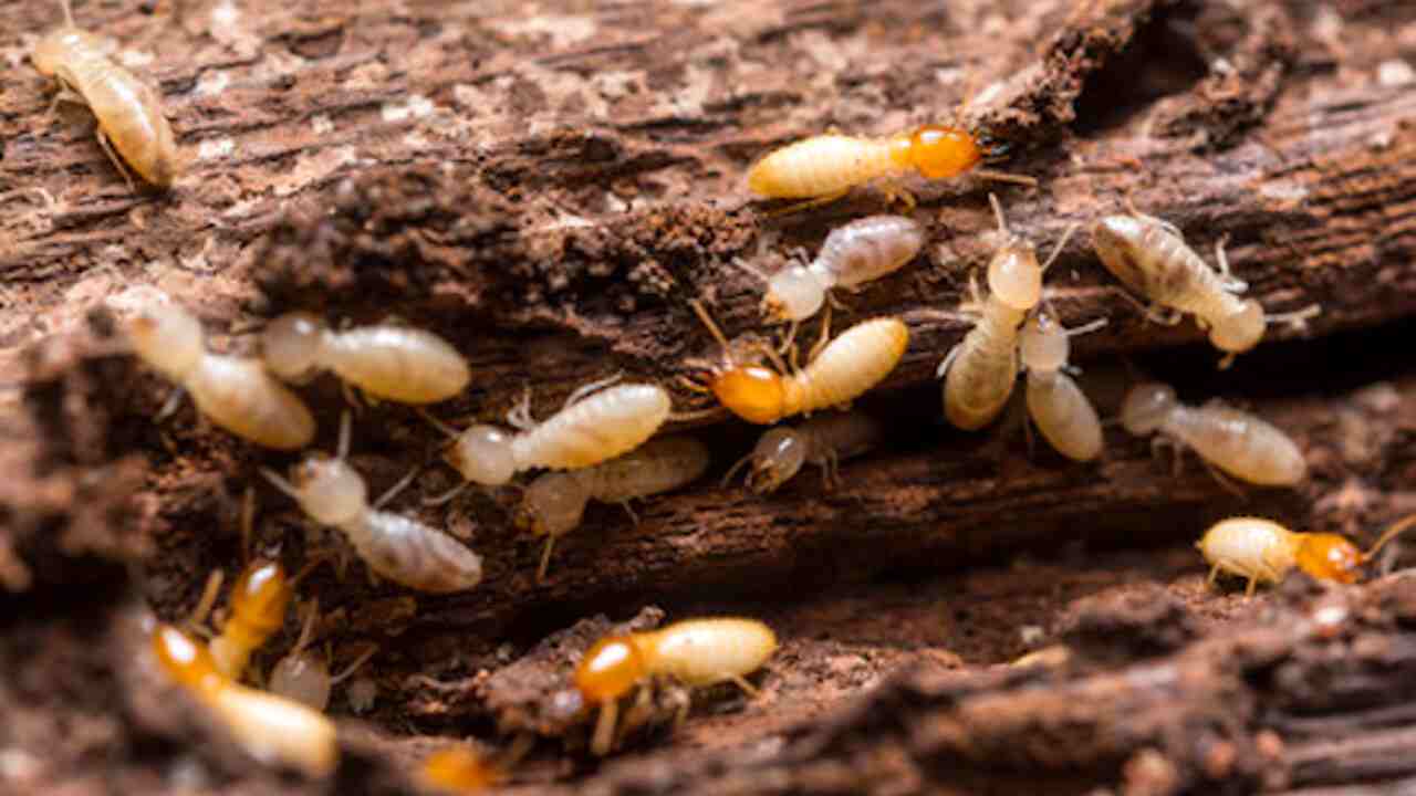 colonia di termiti