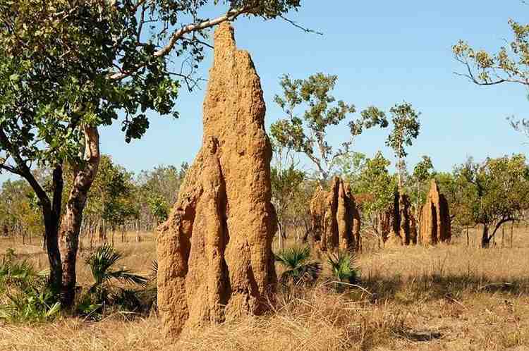 Nido di una colonia di termiti nella savana australianiae
