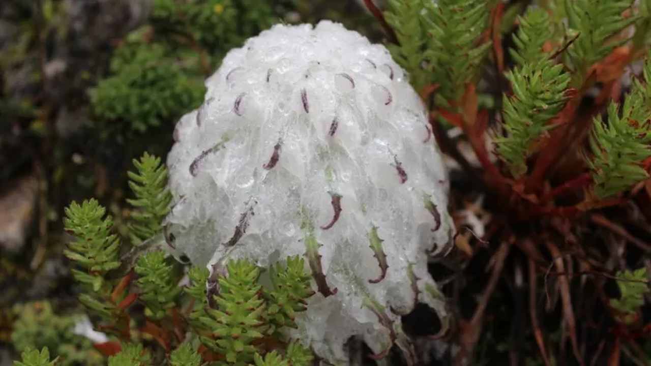 Saussurea khunjerabensis in fiore