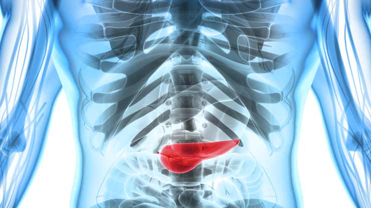 pancreas 2 tortis 