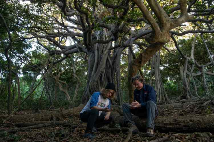Biologi sotto un albero di Baniano trovano il Panesthia lata