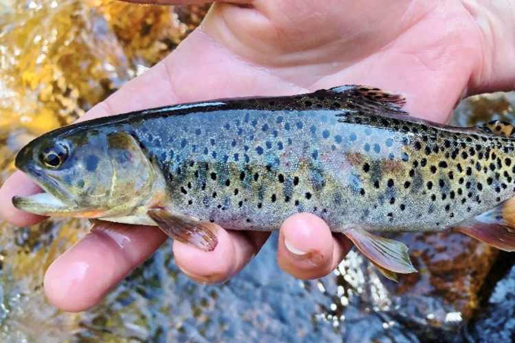 trota spietata presa in mano