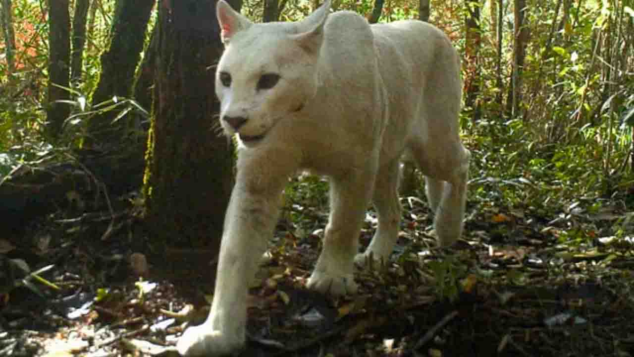 puma 1 liberotecnologia