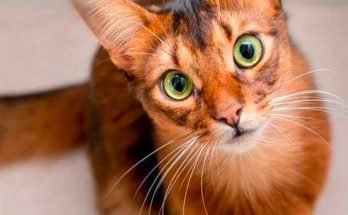 gatto 1 ilmessaggero