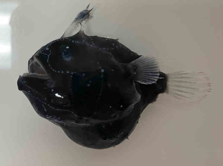 Himantolophidae-pesce-palla-scoperta-oceano