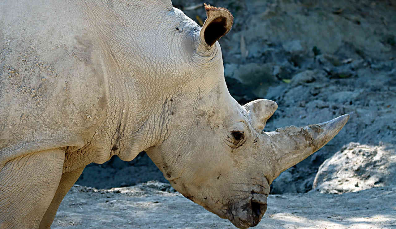 Rinoceronte-animale-profilo