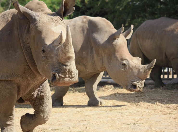 Rinoceronte-bianco-animali-selvaggi