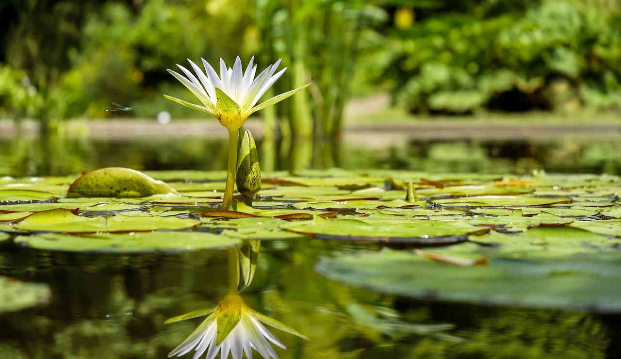 Stagno-torrente-fauna-piante