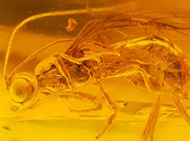 ambra-vespa-fossile