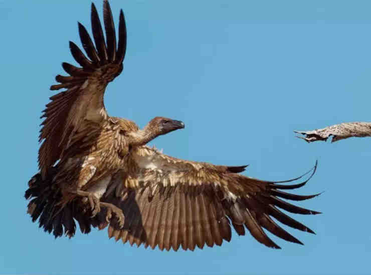 aquila-piu-grande