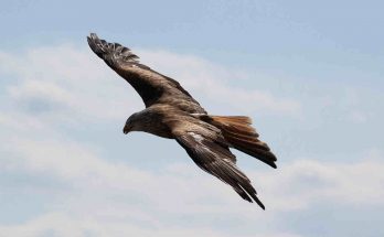 aquila-uccello-volo-cielo