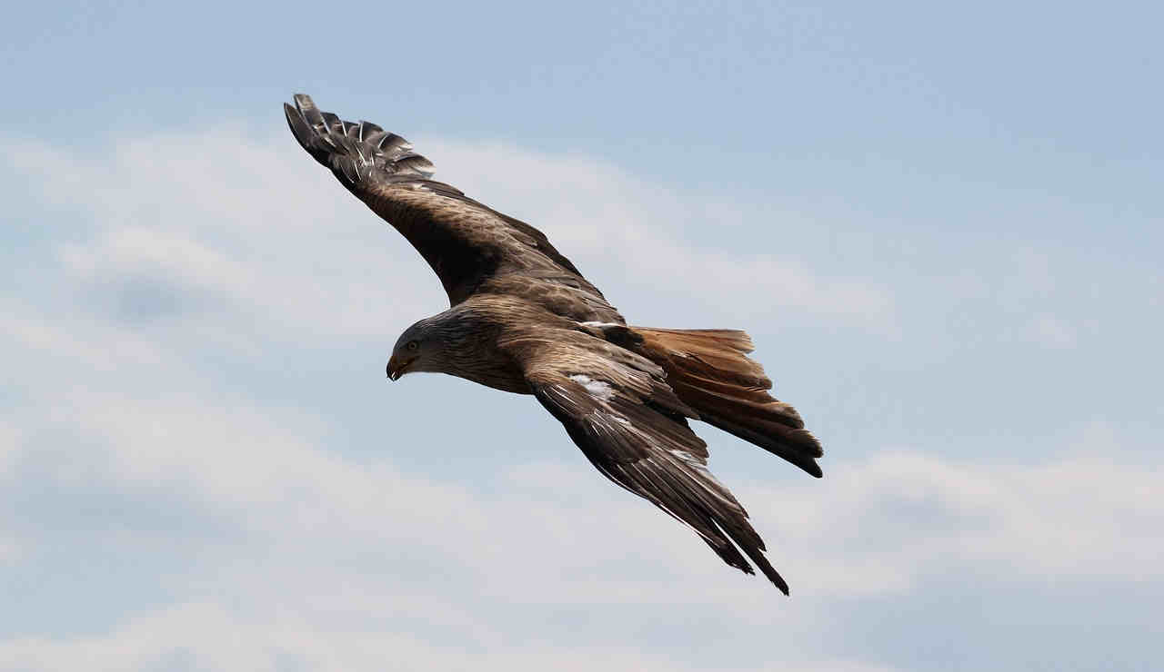 aquila-uccello-volo-cielo