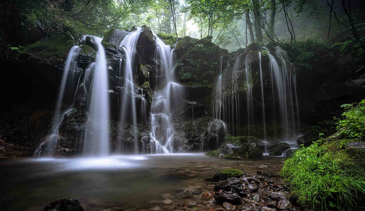 fiori-biodiversita-orchidea-ecosistema-cascata