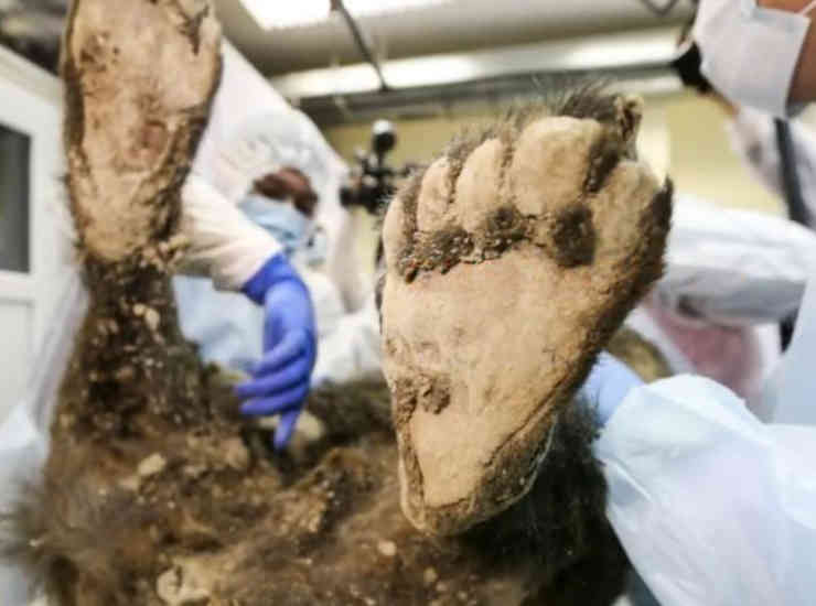 Orso-permafrost-siberia-scienziati