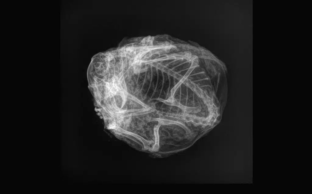 Arctic ground squirrel, X-ray - Passionetecnologica.it