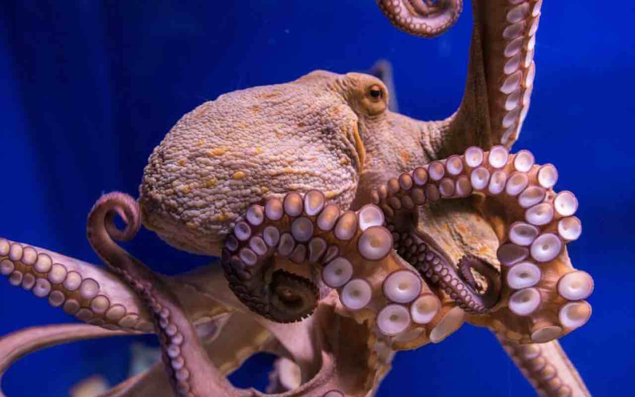 Discovered at the bottom of the sea, it looks like an octopus but it’s not: you’ll be out of breath