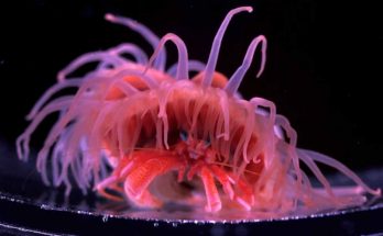 anemone 1 mongabaykids