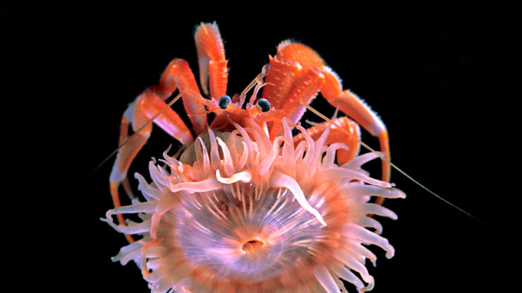 anemone 2 worldregister