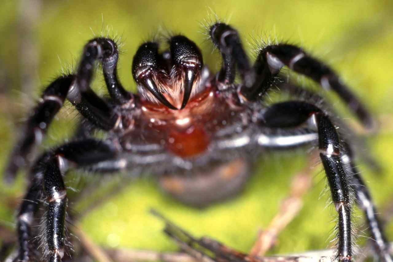 La scoperta del ragno-pipistrello - passionetenologica.it