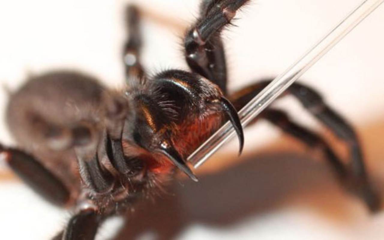 La scoperta del ragno-pipistrello - passionetenologica.it
