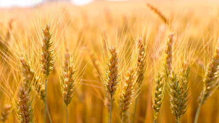 grano 2 johninnescentre